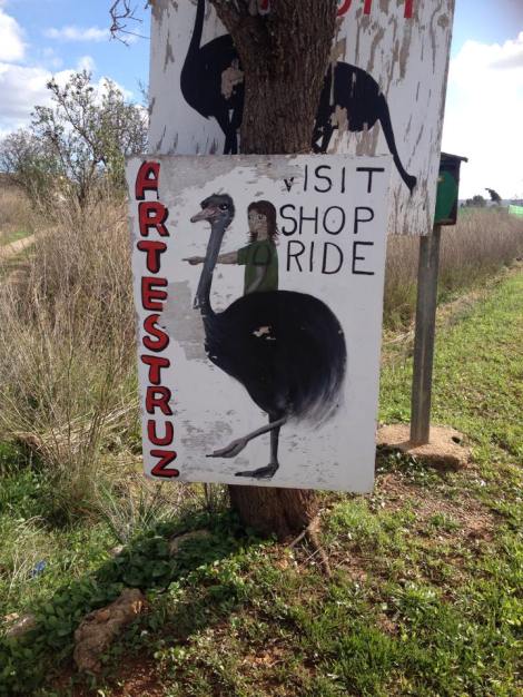 Strutsefarm har de også her, ikke langt fra Palma. Kanskje man skal ha seg en langtur på en slik istede for sykkelen en dag