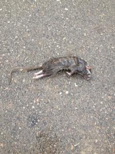 For at jeg ikke skal bli ensom her nede har jeg også gått til innkjøp av hund, nemlig en søt liten Chihuahua:) Den er ikke særlig fan av regn som dere ser på bilde men hvem er vel det?