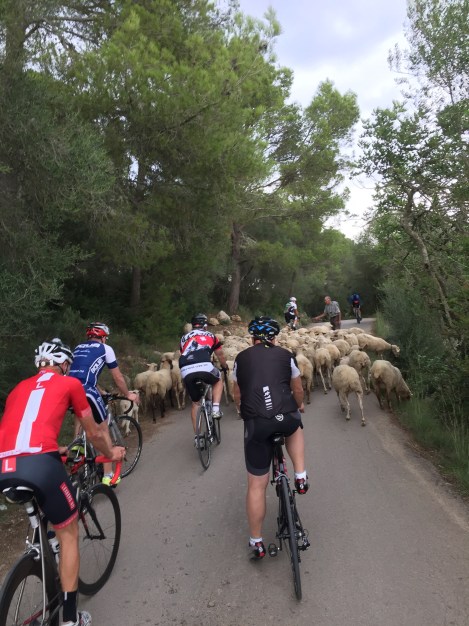 Den hender seg vi møte på andre grupper med turister som er på Mallorca for å nyte varmen, her er en gjeng med kinesiske sauer som stopper midt i veien for å ta bilder...